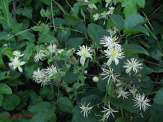 plamienok plotný Clematis vitalba L.