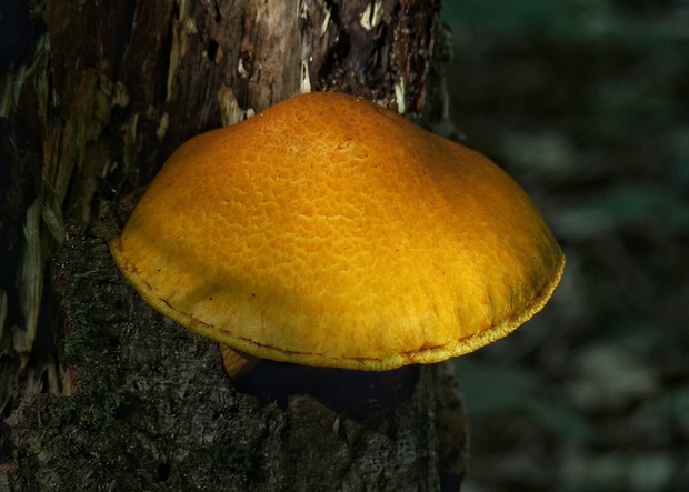 šupinovec Gymnopilus sp.