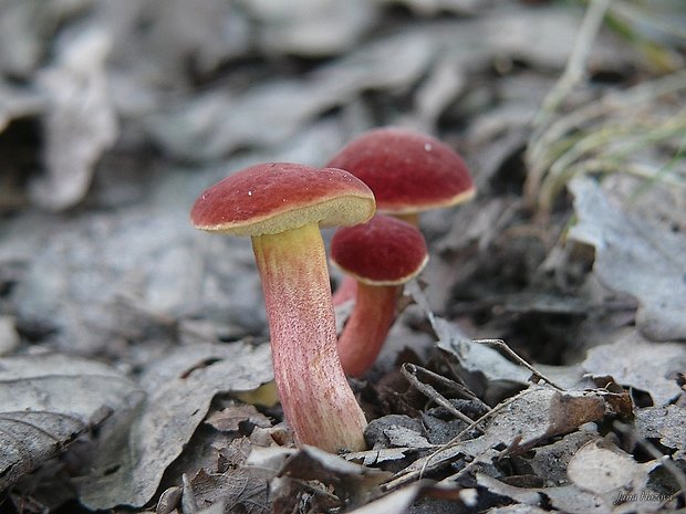 suchohríb karmínový Hortiboletus rubellus (Krombh.) Simonini, Vizzini & Gelardi