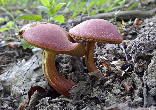 suchohríb karmínový Hortiboletus rubellus (Krombh.) Simonini, Vizzini & Gelardi