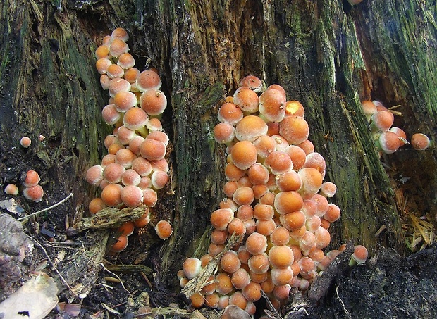 strapcovka zväzkovitá Hypholoma fasciculare (Huds.) P. Kumm.