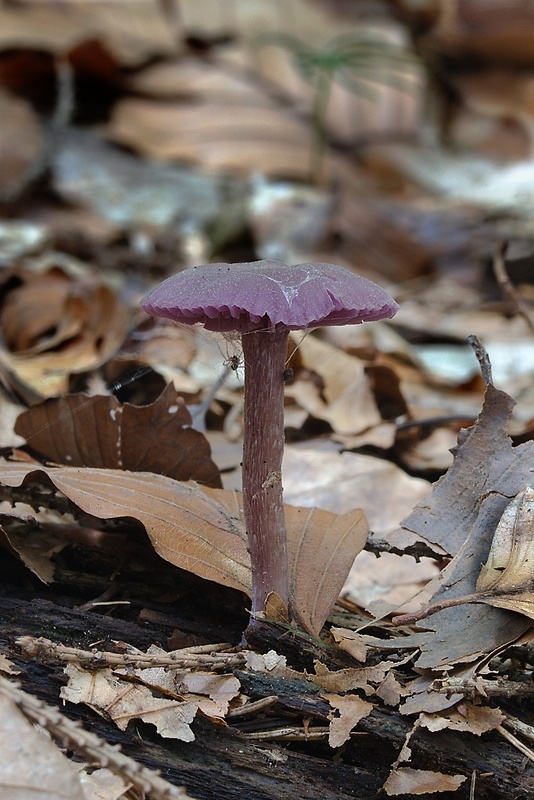 lakovka ametystová Laccaria amethystina (Huds.) Cooke