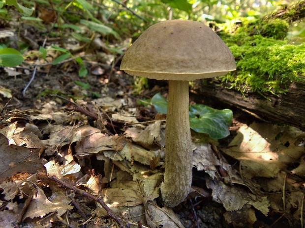 kozák hrabový Leccinum pseudoscabrum (Kallenb.) Šutara