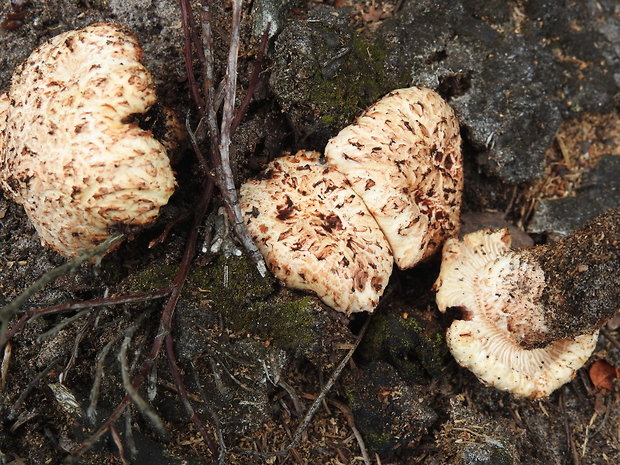 húževnatec tigrovaný Lentinus tigrinus (Bull.) Fr.