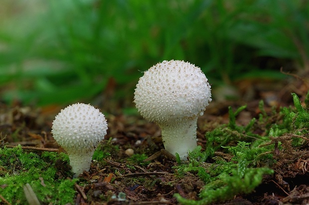 prášnica bradavičnatá Lycoperdon perlatum Pers.