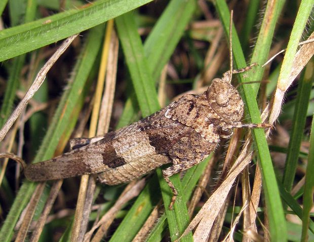 koník modrokrídly Oedipoda caerulescens L.