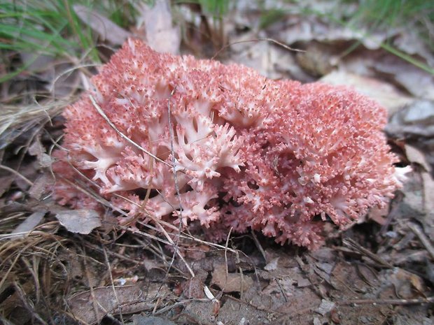 strapačka koralovitá Ramaria botrytis (Pers.) Ricken