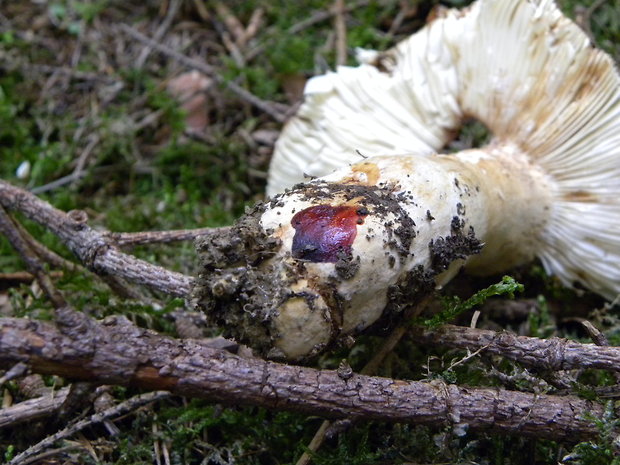 plávka lepkavá Russula viscida Kudrna