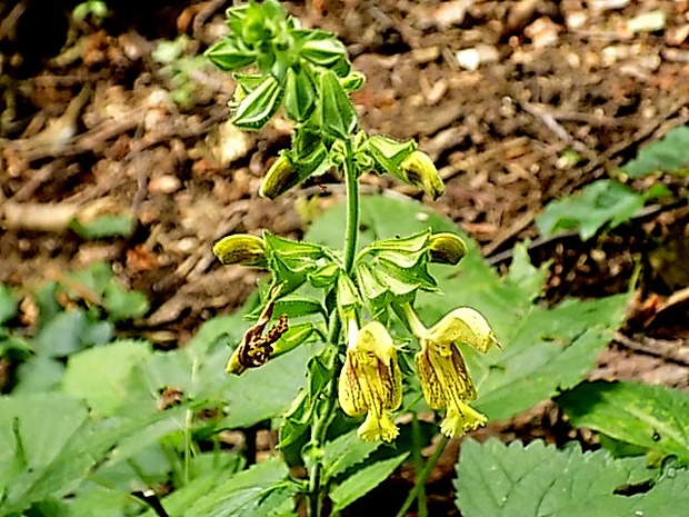 šalvia lepkavá Salvia glutinosa L.