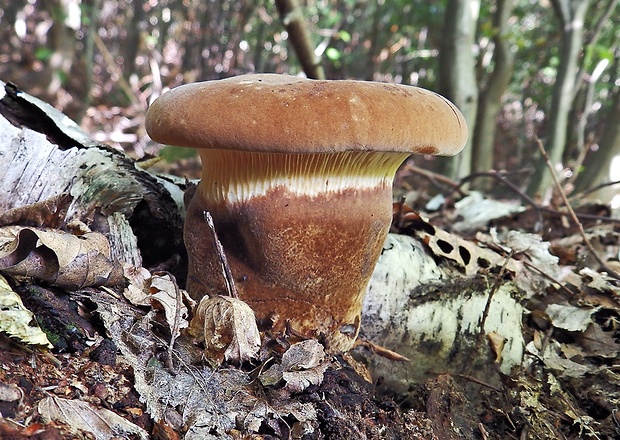 čechračka tmavohlúbiková Tapinella atrotomentosa (Batsch) Šutara