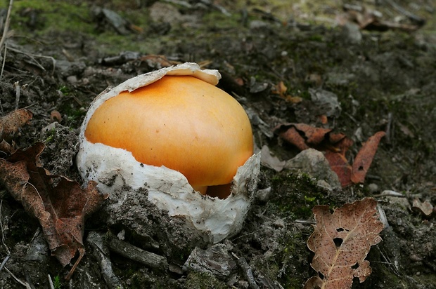 muchotrávka cisárska Amanita caesarea (Scop.) Pers.