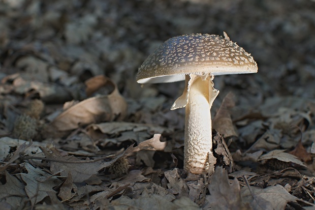 muchotrávka hrubá ? Amanita excelsa (Fr.) Bertill.