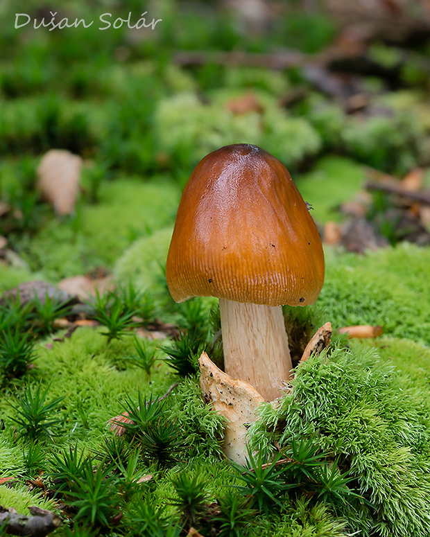 muchotrávka plavohnedá Amanita fulva Fr.