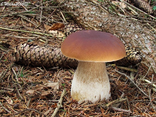 hríb smrekový Boletus edulis Bull.