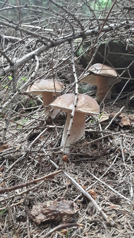 hríb smrekový Boletus edulis Bull.