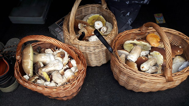 hríb smrekový Boletus edulis Bull.