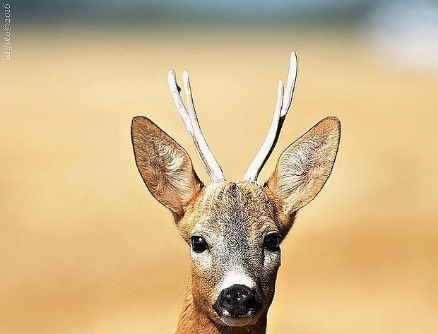 srnec lesný Capreolus capreolus