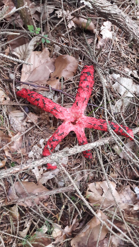 mrežovka kvetovitá Clathrus archeri (Berk.) Dring