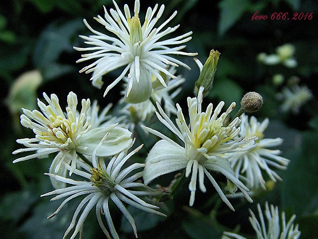 plamienok plotný Clematis vitalba L.