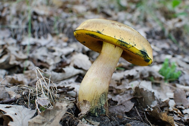 hríb zrnitohlúbikový odfarbený ? Neoboletus xanthopus (Quél.) Krieglst.