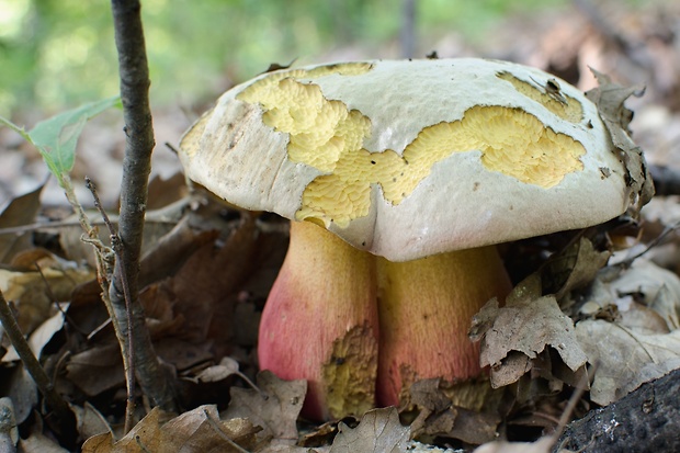 hríb satanský Rubroboletus satanas f. satanas (Lenz) Kuan Zhao & Zhu L. Yang