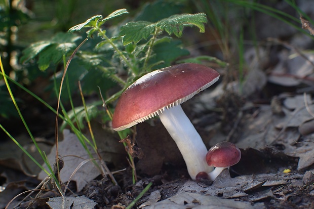 plávka Russula sp.