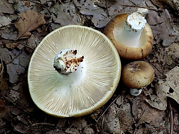 plávka Russula sp.