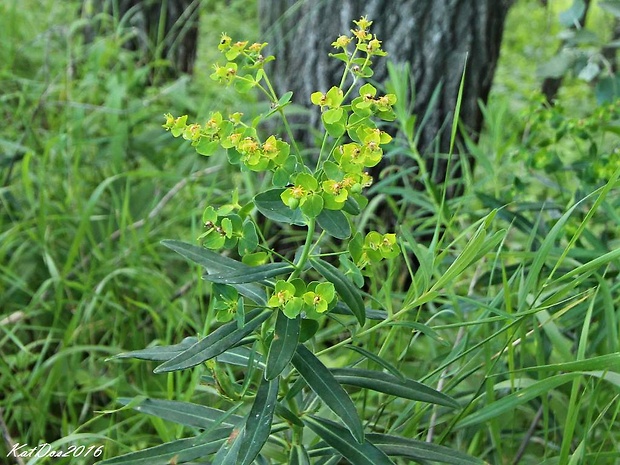 mliečnik lesklý Tithymalus lucidus (Waldst. et Kit.) Klotzsch et Garcke