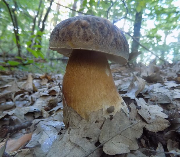 hríb bronzový Boletus aereus Bull. ex Fr.