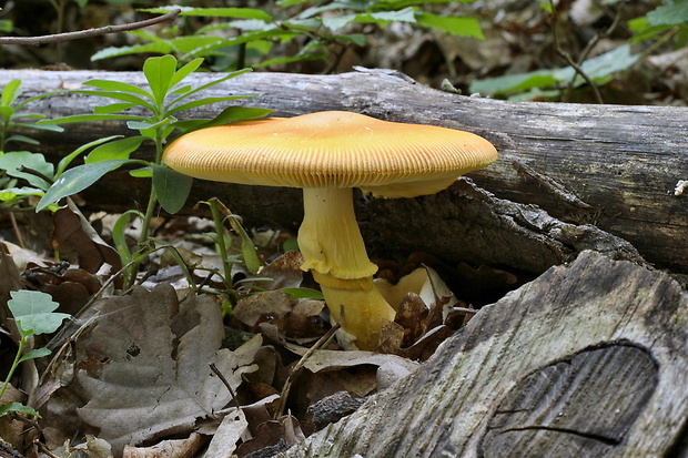 muchotrávka cisárska Amanita caesarea (Scop.) Pers.