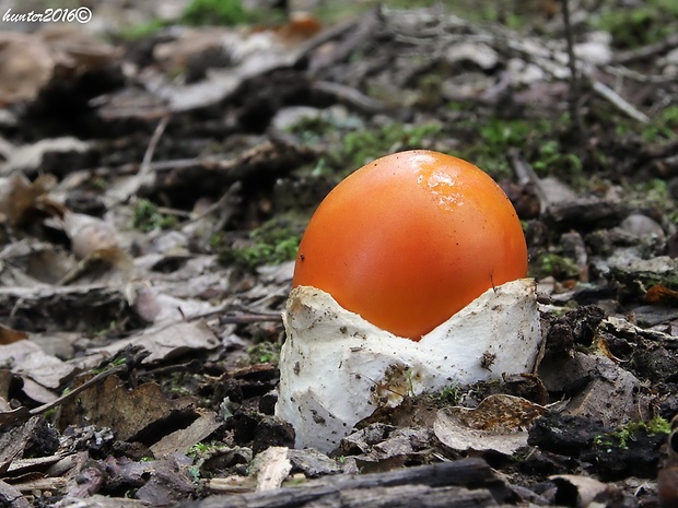 muchotrávka cisárska Amanita caesarea (Scop.) Pers.