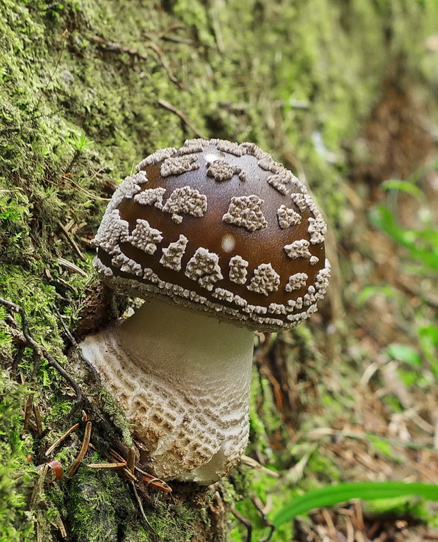 muchotrávka hrubá Amanita excelsa (Fr.) Bertill.