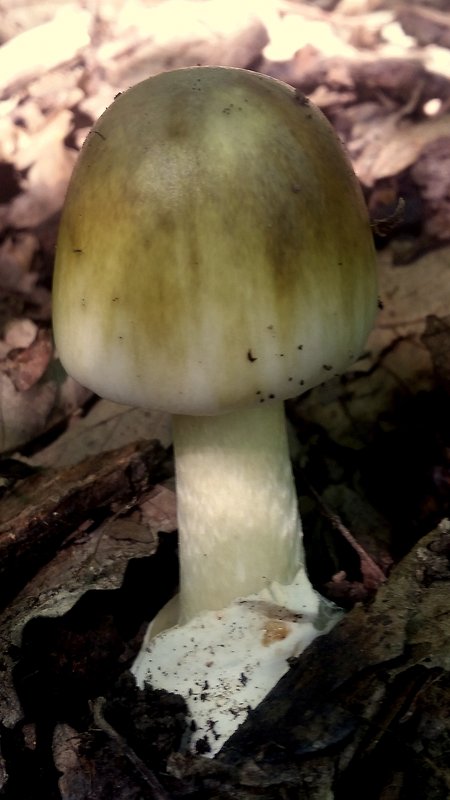 muchotrávka zelená Amanita phalloides (Vaill. ex Fr.) Link