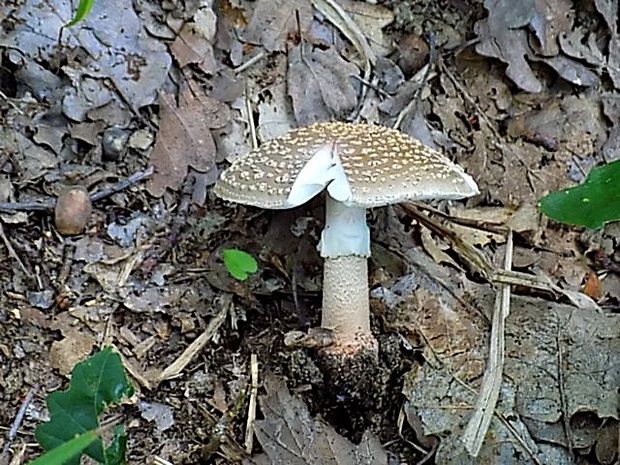 muchotrávka červenkastá Amanita rubescens Pers.