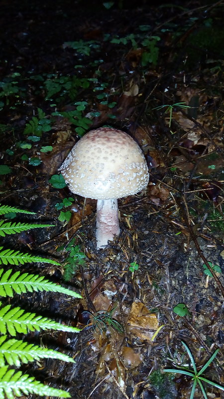 muchotrávka červenkastá Amanita rubescens Pers.