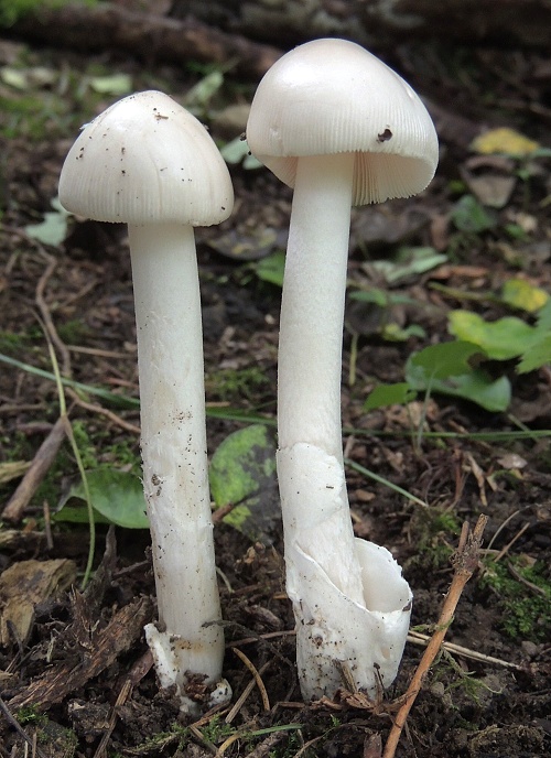 muchotrávka pošvatá biela Amanita vaginata var. alba Gillet