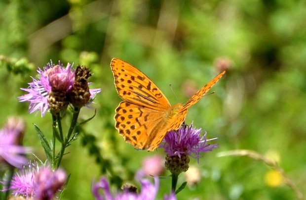 perlovec striebristopásavý Argynnis paphia