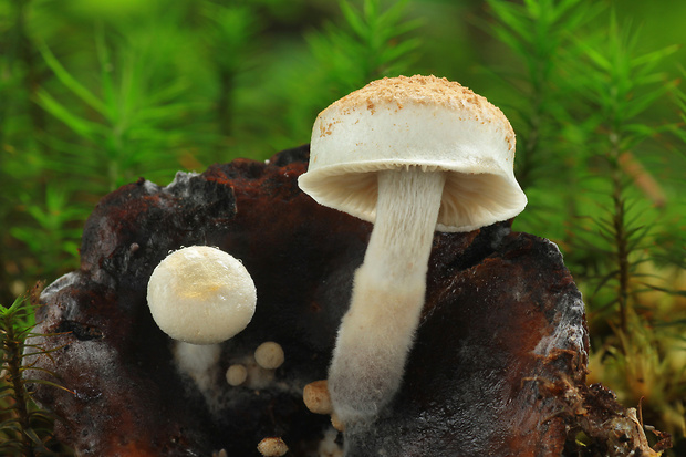 príživnica prášnicovitá Asterophora lycoperdoides (Bull.) Ditmar