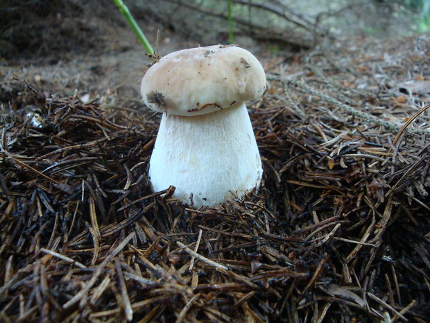 hríb smrekový Boletus edulis Bull.