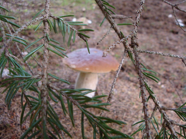 hríb smrekový Boletus edulis Bull.