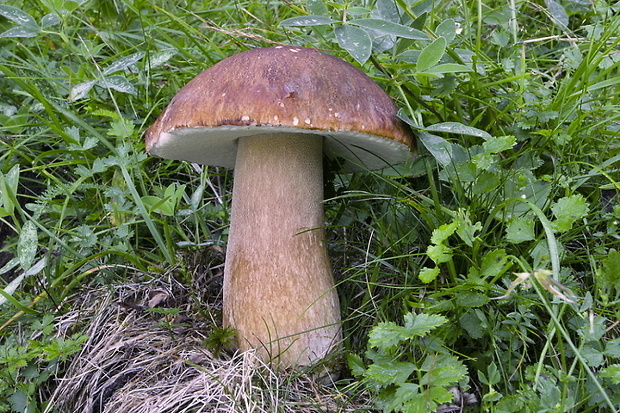 hríb dubový Boletus reticulatus Schaeff.