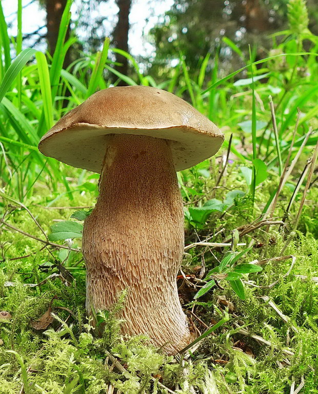 hríb dubový Boletus reticulatus Schaeff.