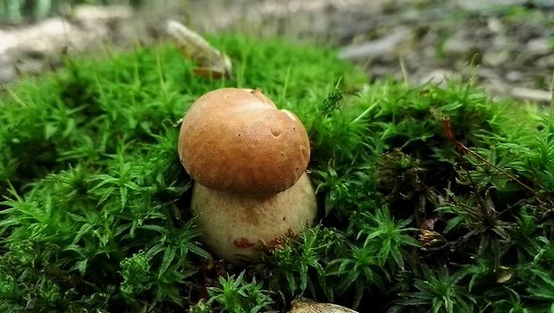 hríb dubový Boletus reticulatus Schaeff.