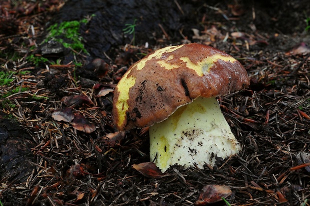 hríb príveskatý Butyriboletus appendiculatus (Schaeff. ex Fr.) Secr.