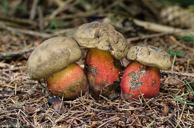 hríb červený Caloboletus calopus Fr.