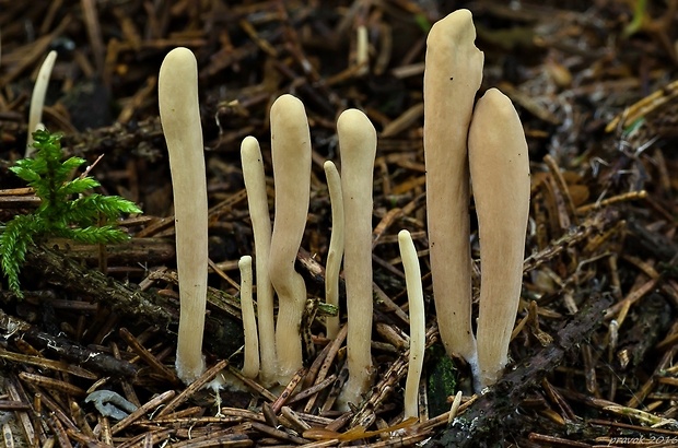 kyjak jazykovitý Clavariadelphus ligula (Schaeff.) Donk