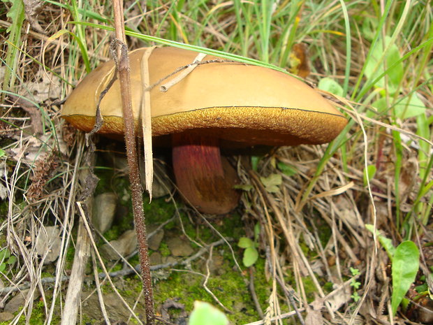 hríb modrejúci Cyanoboletus pulverulentus (Opat.) Gelardi, Vizzini & Simonini