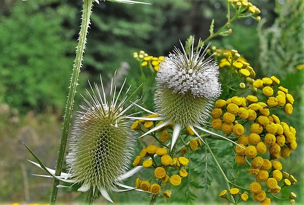 štetka laločnatá Dipsacus laciniatus L.