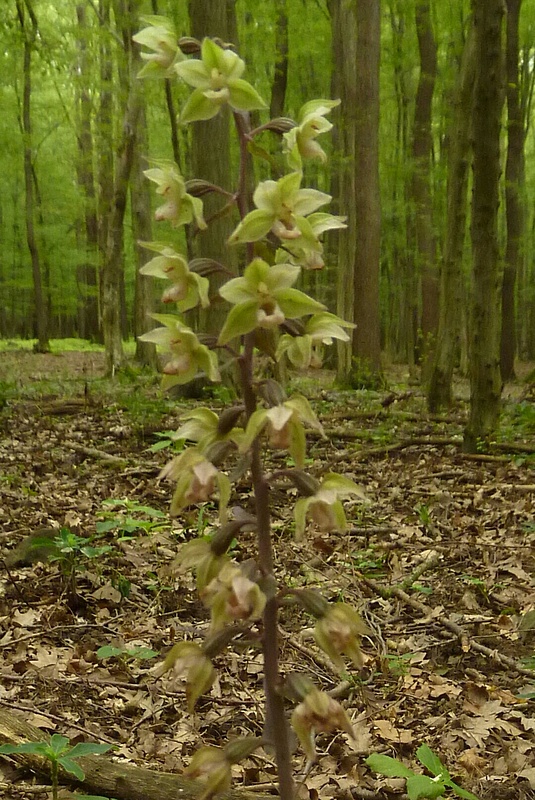 kruštík modrofialový Epipactis purpurata Sm.