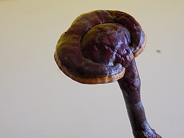 lesklokôrovka obyčajná Ganoderma lucidum (Curtis) P. Karst.